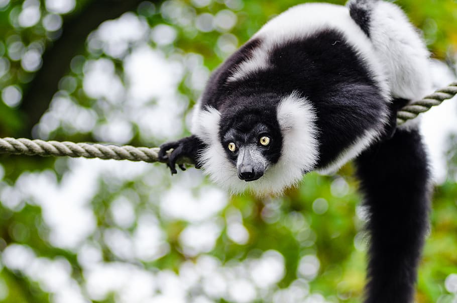 Black, white, Ruffed Lemur, animal on rope, one animal, animal themes, animal, animal wildlife, mammal, animals in the wild