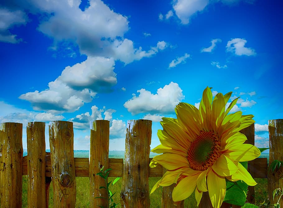 ひまわり 夏 晴れ 自然 日光 咲く 植物 空 雲 空 花 Pxfuel