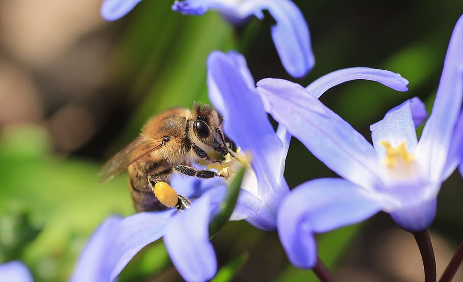 selective, focus photography, honeybee, purple, flower, nature, bee, close, honey, pollen
