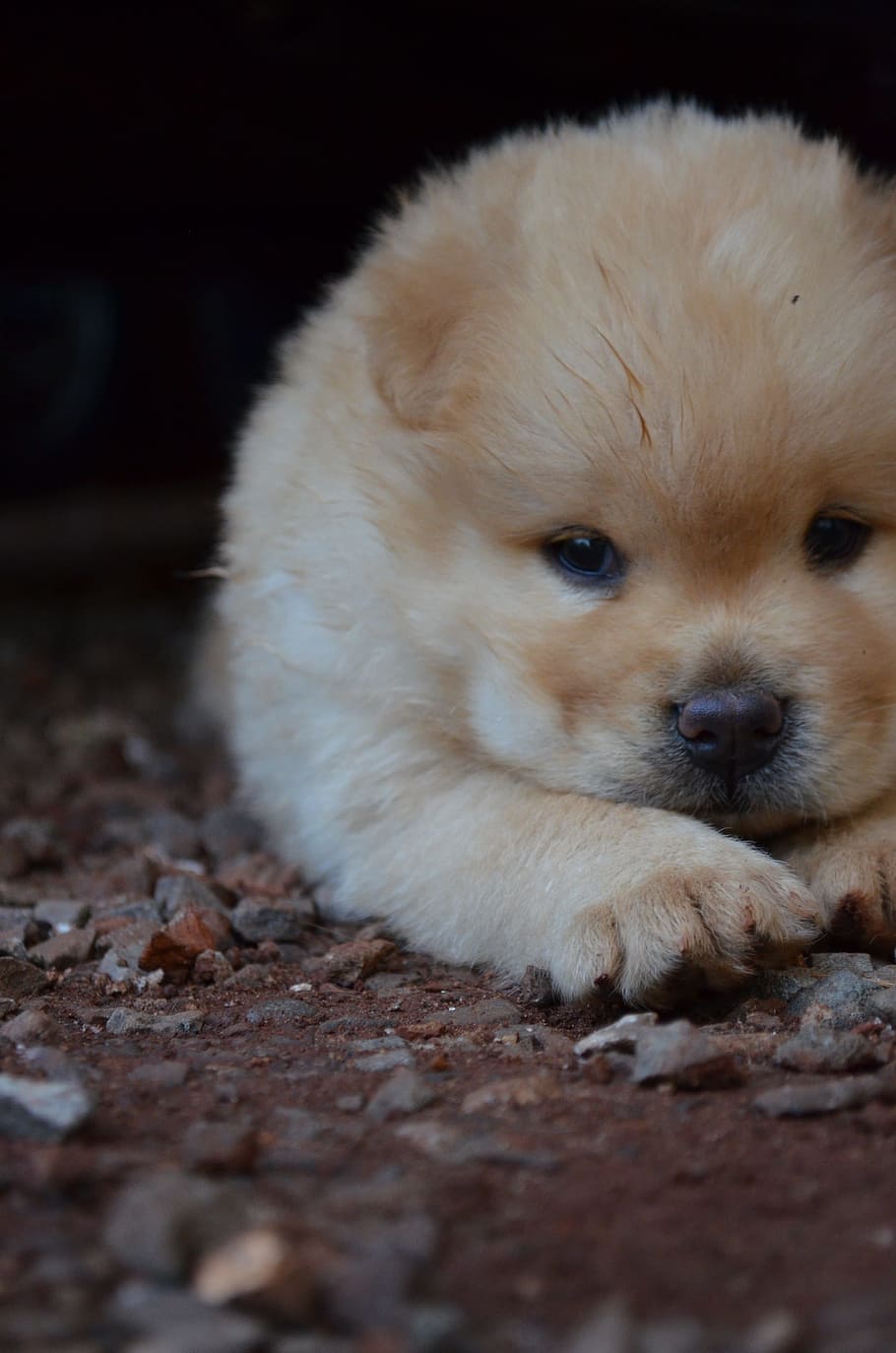 brown, chow chow puppy, lying, ground close-up photo, Puppy, Chow, Chow Chow, Chow-Chow, Pet, Dog, puppy