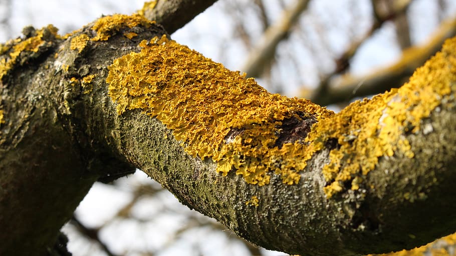 bark, lichens, tree, branch, yellow lichens, trees, branches, dry, textured, close-up