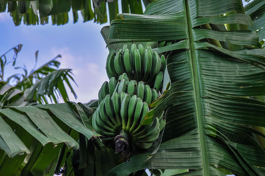バナナ, バナナの低木, アフリカ, スペイン, フルーツ, 低木, バナナの植物, 緑, バナナの花, 熱帯
