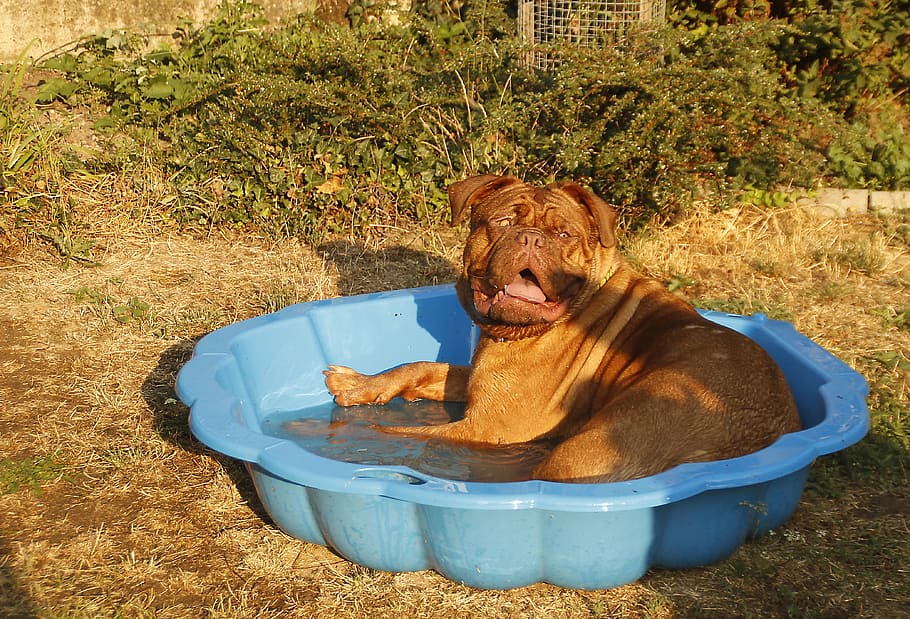 brown, french, mastiff, blue, plastic basin, water, daytime, dog, big dog, puppy