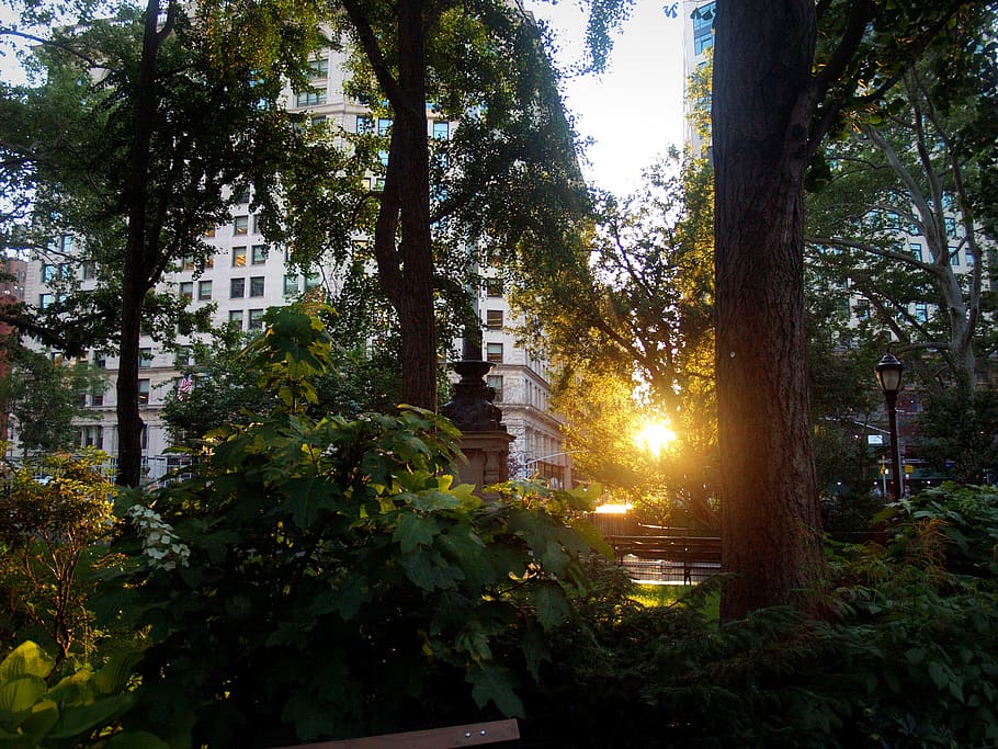 nyc, park, sunset, manhattan, sky, evening, trees, downtown, park-bench, statue
