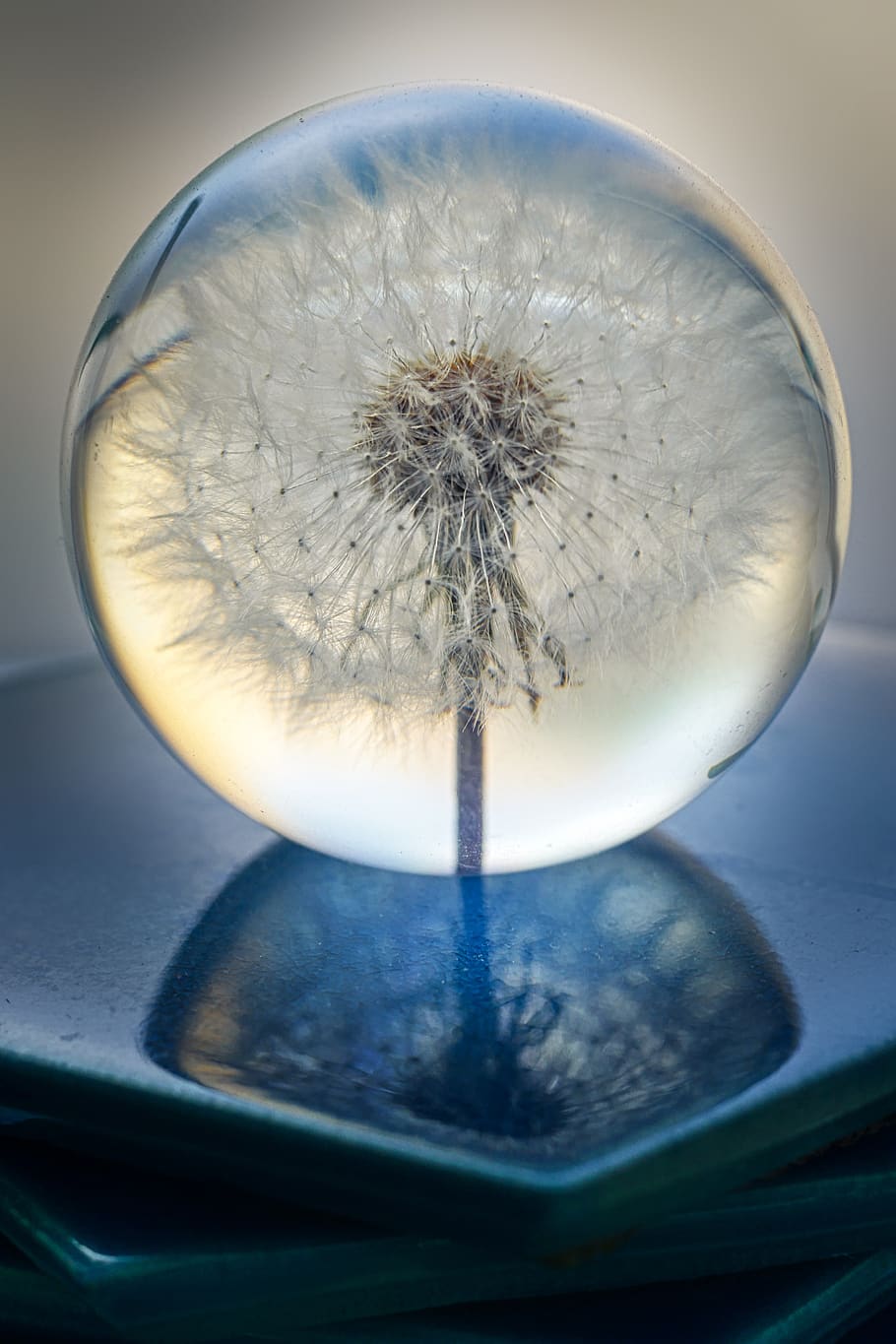object, glass ball, dandelion, nature, close up, plant, macro, flying seeds, decoration, close-up