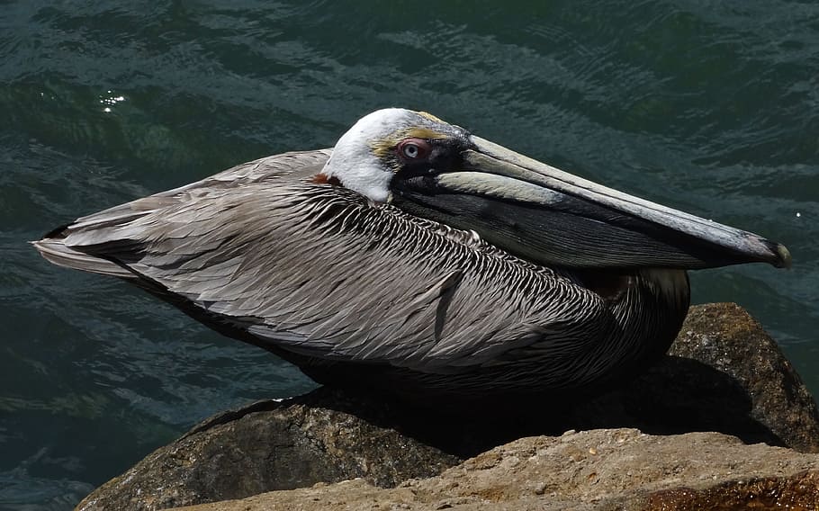 茶色のペリカン 海 自然 野生動物 水 動物のテーマ 鳥 動物 野生の動物 動物の野生動物 Pxfuel