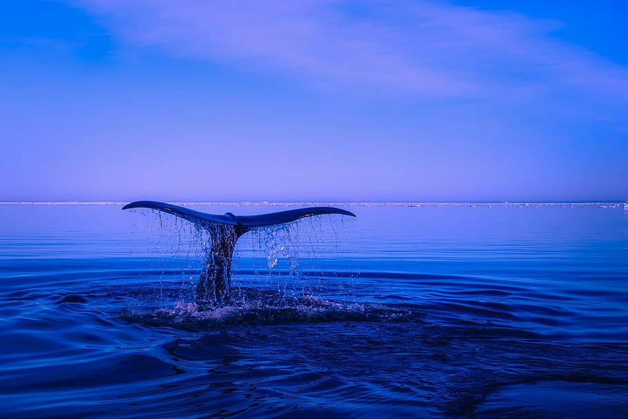 whale, diving, body, water, sea, ocean, humpback whale, breaching, tail, fin