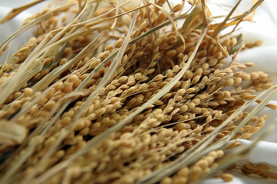 rice grains, white, textile, rice and corn, rice, corn variety, grain, food, agriculture, nature