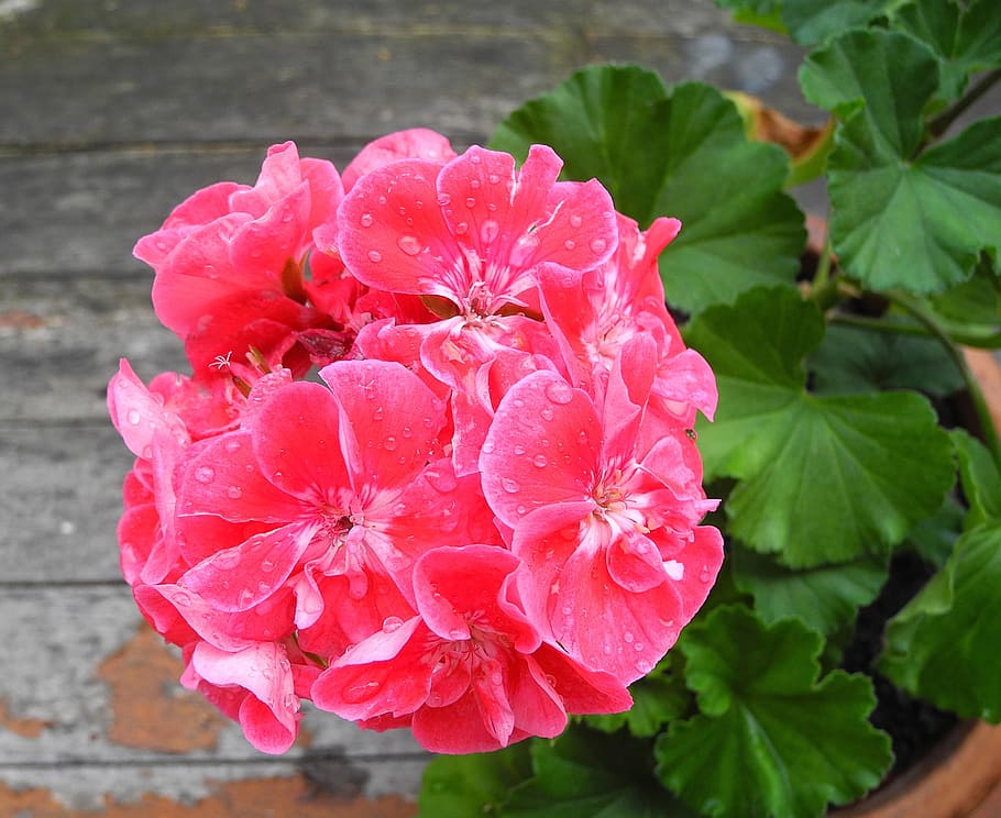 pink, multi-petaled flower, close, flower, close up, geranium, pink flower, potted flower, summer flower, plant