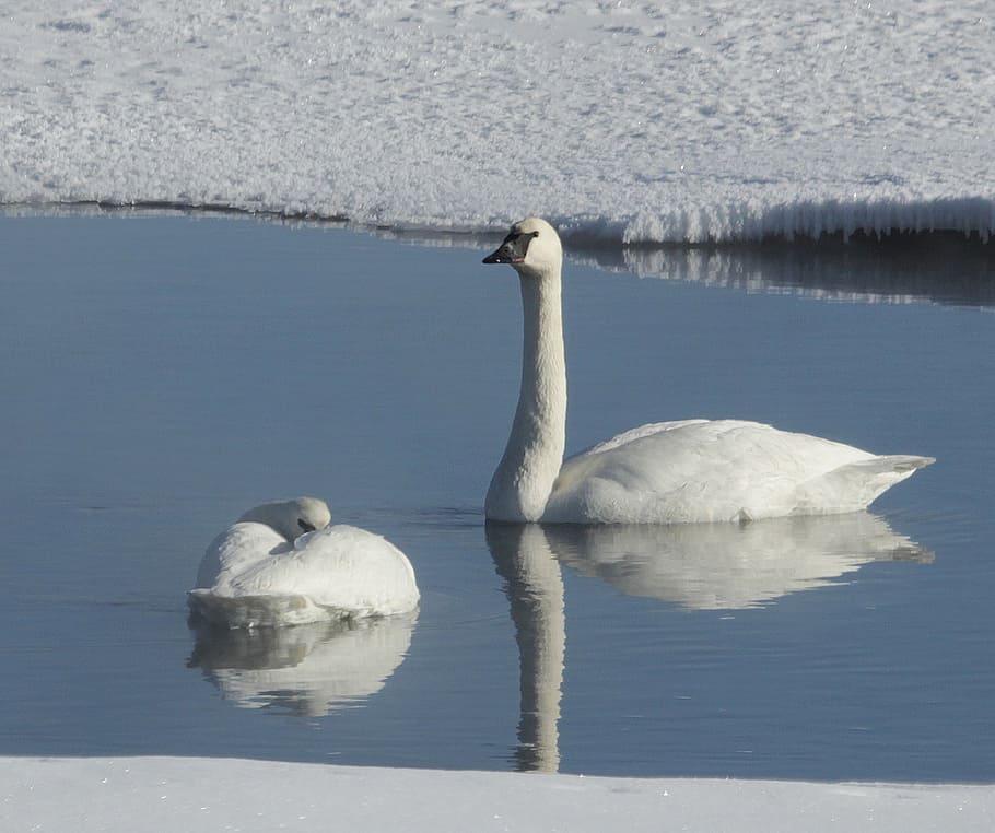 trumpeter swans, swimming, river, water, park, wildlife, birds, nature, reflection, white