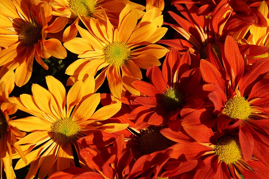 dangkal, fotografi fokus, merah, kuning, bunga, musim gugur, aster, warna-warni, bunga musim gugur, aster jatuh