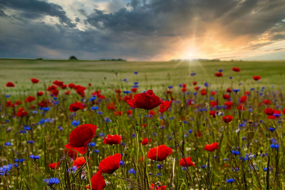 landscape, poppy, red, flower, cornflower, blue, hdr, meadow, field, nature