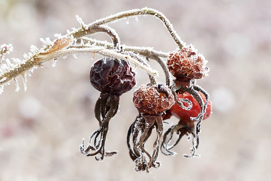 four, red, fruits, icicles, rose hip, rosa canina, plant, winter, frosty, dry