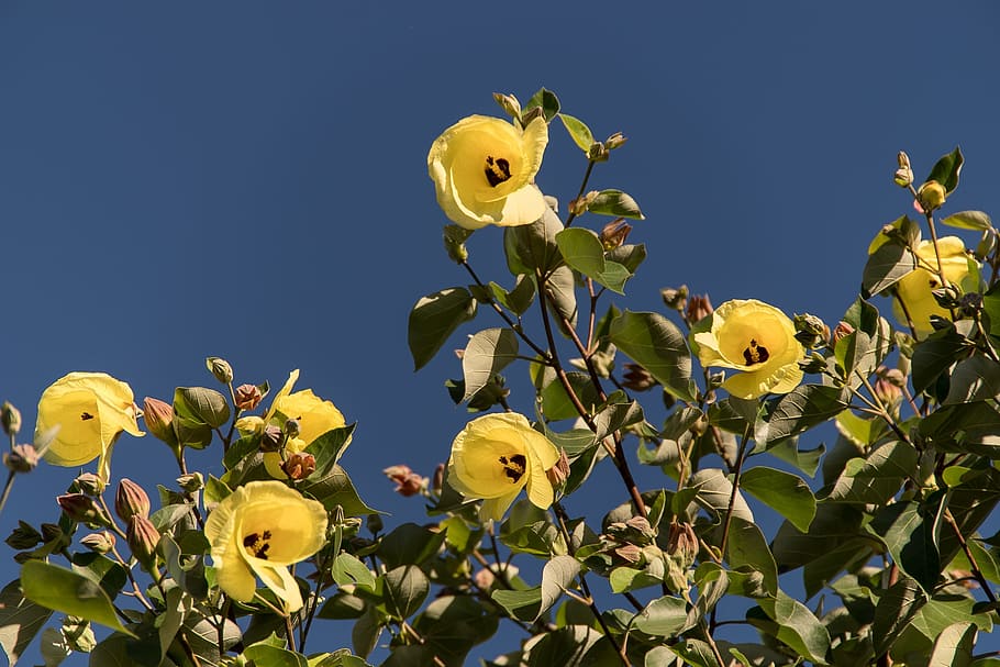 Cotton Tree, Hibiscus Tiliaceus, Flowers, yellow, tree, queensland, australia, sub-tropical, blue sky, blossom