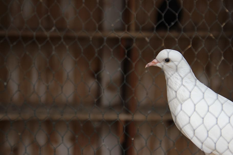 pigeon, behind, bars, white, animal, bird, nature, dove, wing, wildlife