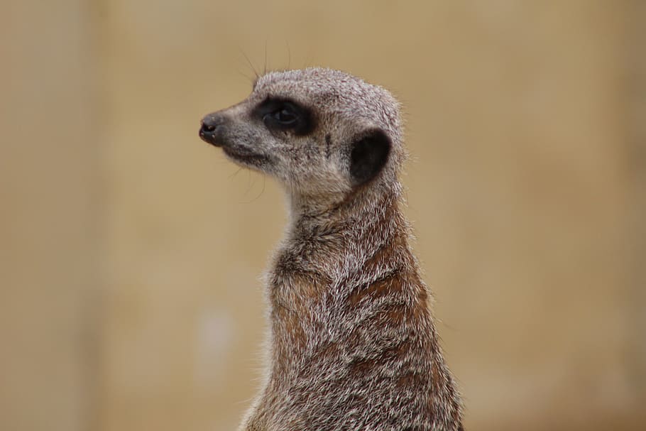 ミーアキャット 動物 動物園 動物のテーマ 1匹の動物 野生動物 野生の動物 哺乳動物 脊椎動物 前景に焦点を当てる Pxfuel