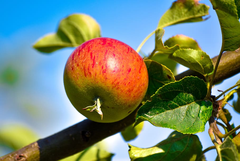agricultura, suco de maçã, torta de maçã, macieira, maçãs, ramo, delicioso, desintoxicação, eco amigável, comida