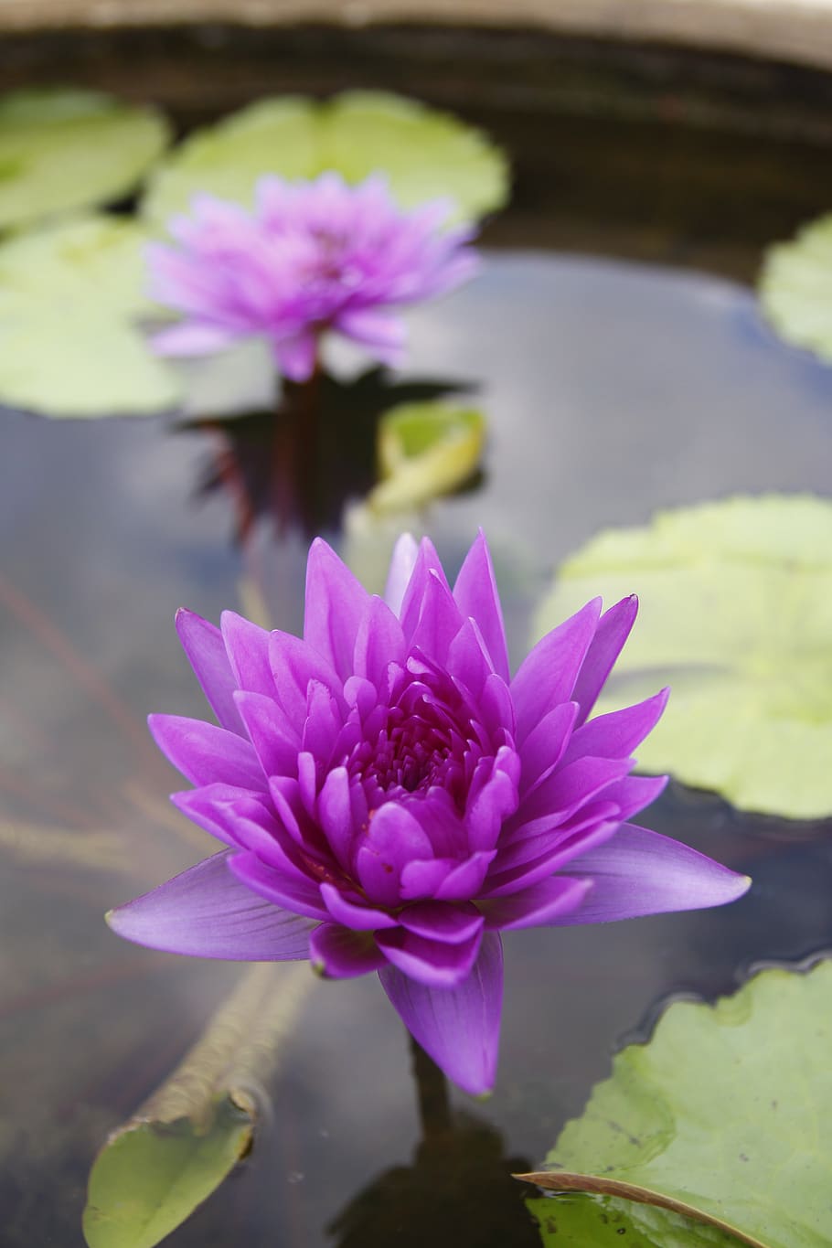 purple water lily, pond, rajamangala, sung flower, thailand, flowering plant, flower, vulnerability, fragility, plant