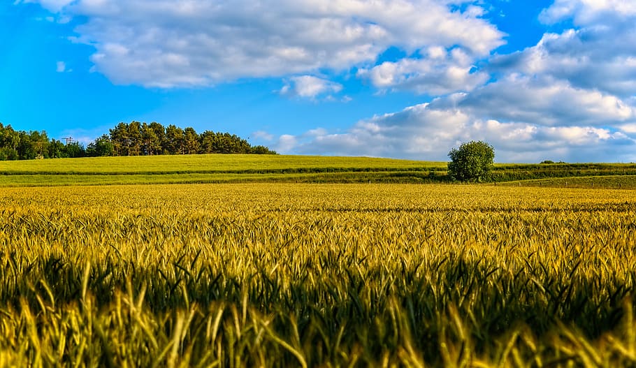 field, summer, landscape, cornfield, cereals, rural, agriculture, barley, sky, clouds