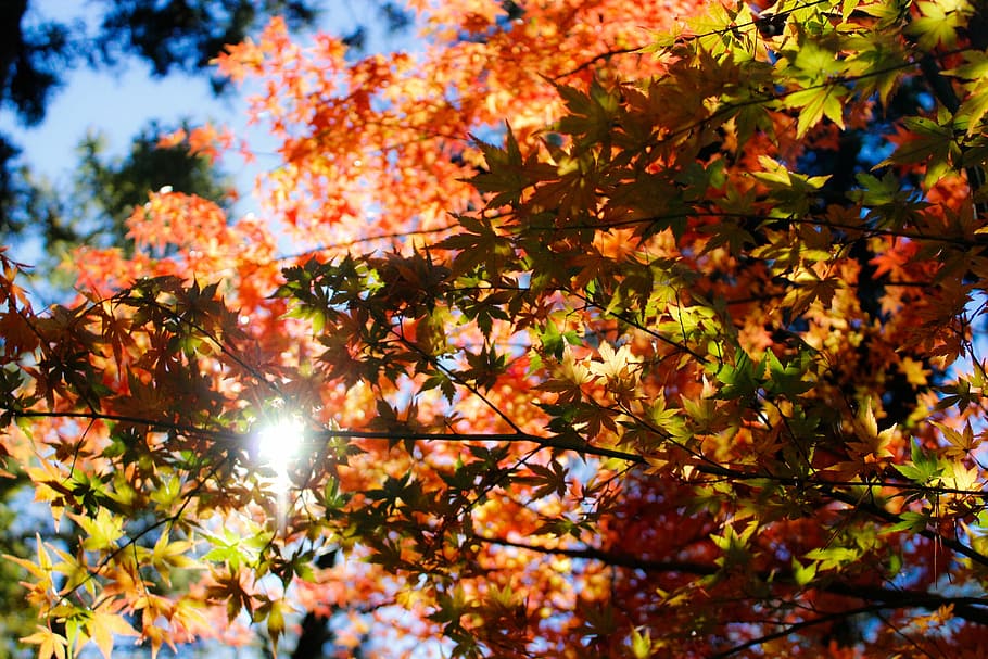 メープルリーフツリー, 自然, 木, 葉, 秋, 夏, 太陽, 屋外, 変化, 自然の美しさ