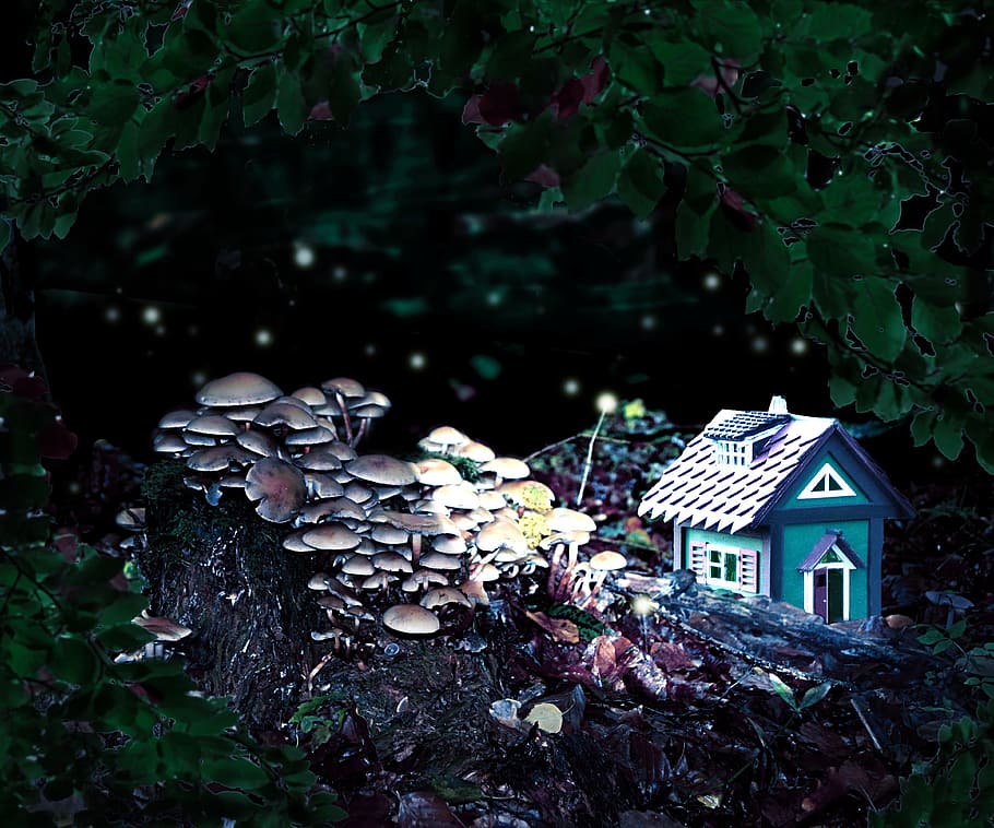 black, teal house, fungus, forest spirits, cottage, fantasy, fairytale hour, mushroom, atmosphere, architecture