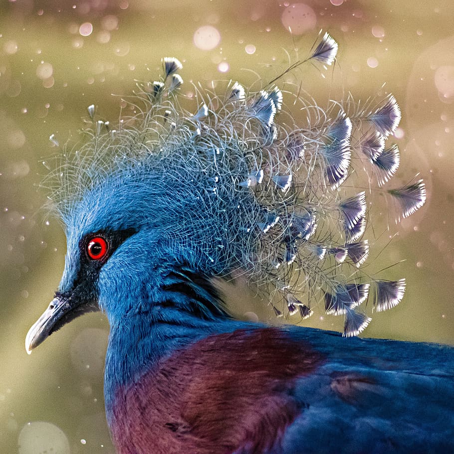 crown pigeon, bird, colorful, exotic, animal world, color, feather, bill, nature, animal