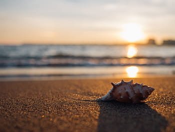 Download Caption: Stunning Spiral Seashell On White Sand Beach
