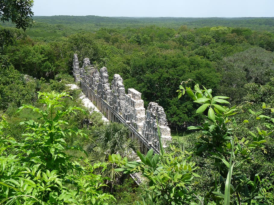 méxico, yucatan, maia, ruínas, floresta tropical, planta, árvore, cor verde, crescimento, natureza