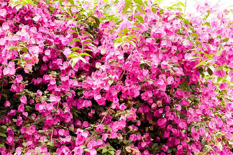 ブーゲンビリア 植物 壁 夏 ピンク カラフル 自然 花 熱帯 屋外 Pxfuel