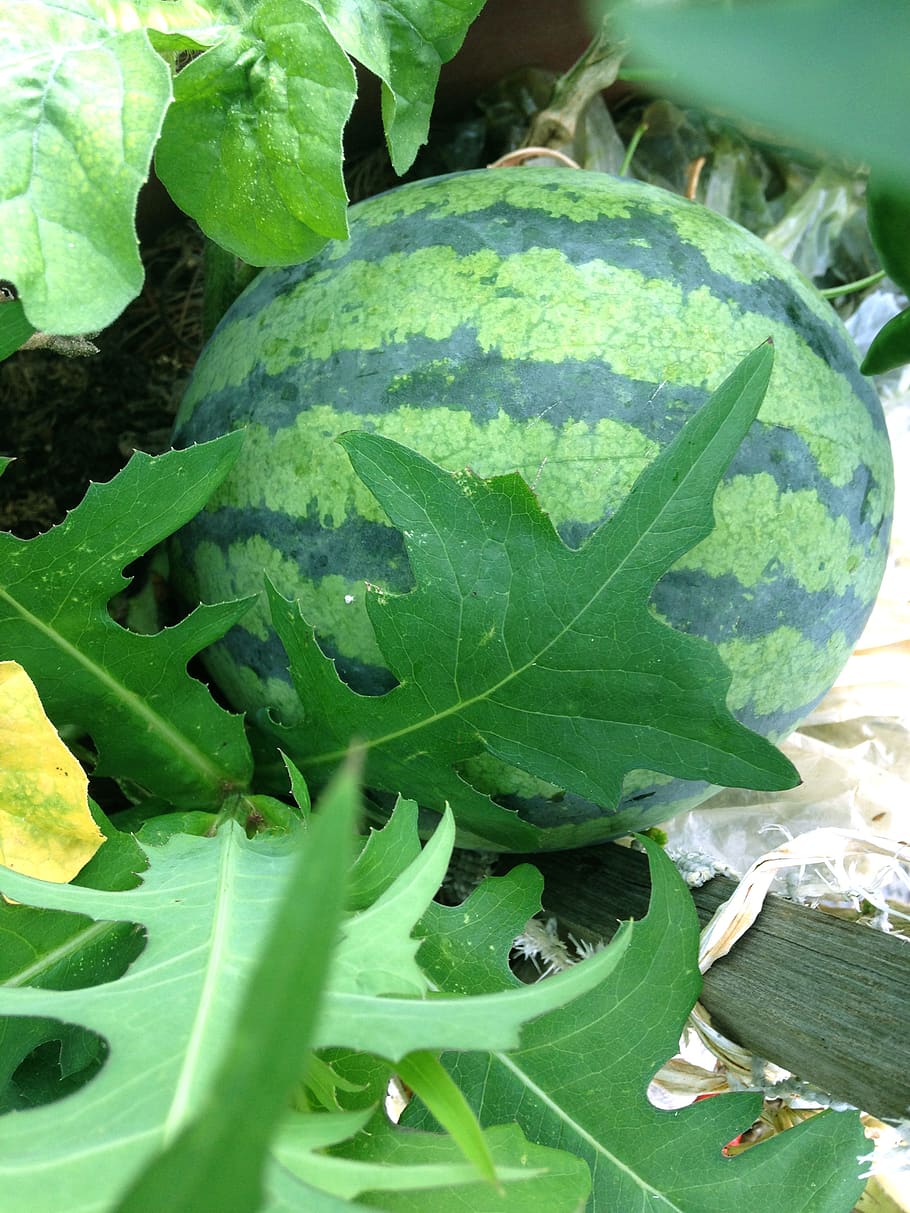watermelon, fruit, summer days, green color, plant part, leaf, plant, growth, nature, close-up