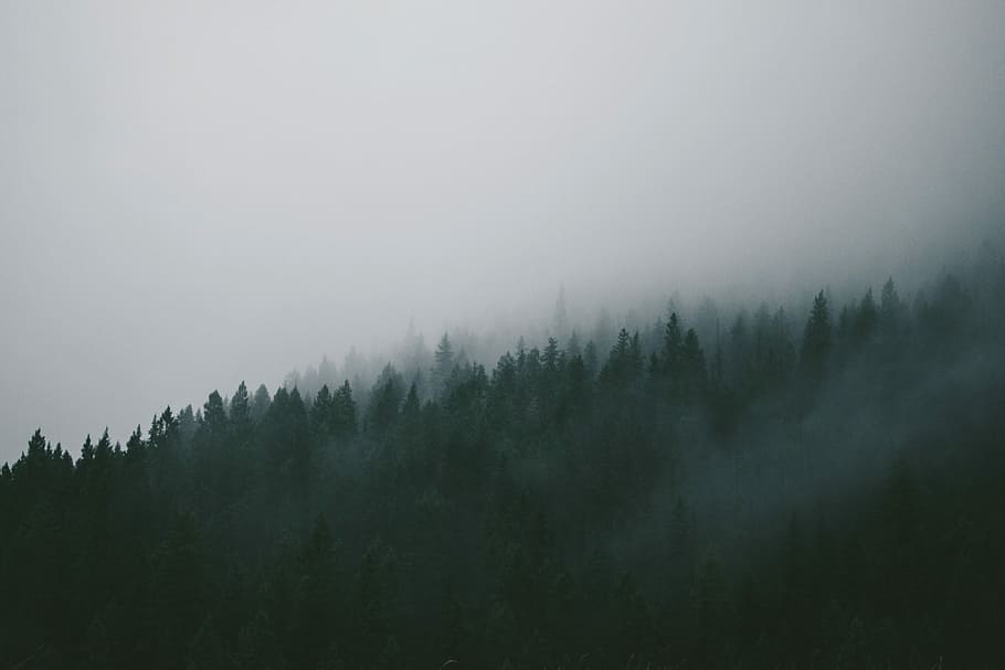 green, tress, covered, fog, black, gray, hills, mountains, pines, trees