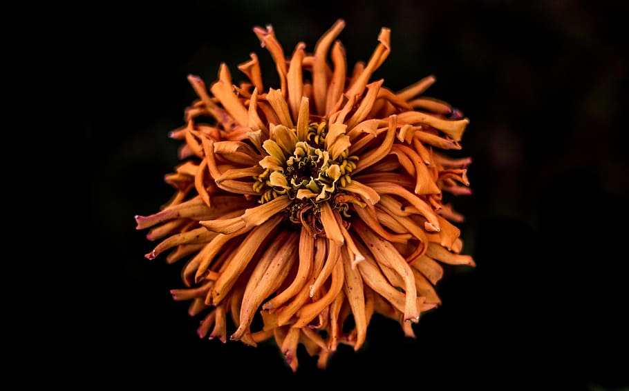 close-up photo, orange, marigold flower, black, dark, dry, petal, flower, nature, plant