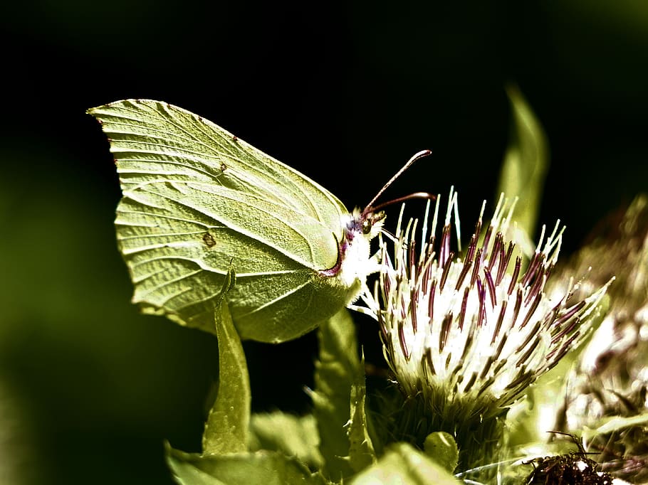 gonepteryx rhamni, mariposa, naturaleza, insectos, mariposas, verano, primer plano, Insecto, invertebrado, planta