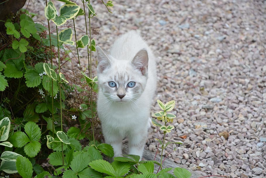 子猫 外観 青い目 赤ちゃん 猫 動物 猫の目 家畜 プチ 飼い猫 Pxfuel
