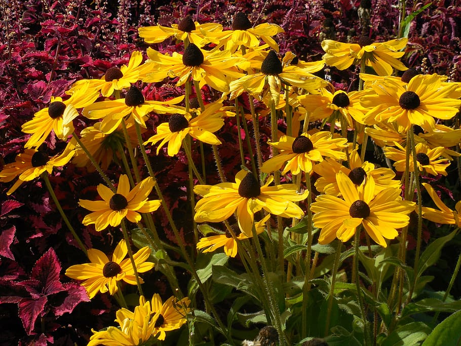 black eyed susan, flower, yellow, black-eyed, susan, summer, daisy, nature, rudbeckia, garden