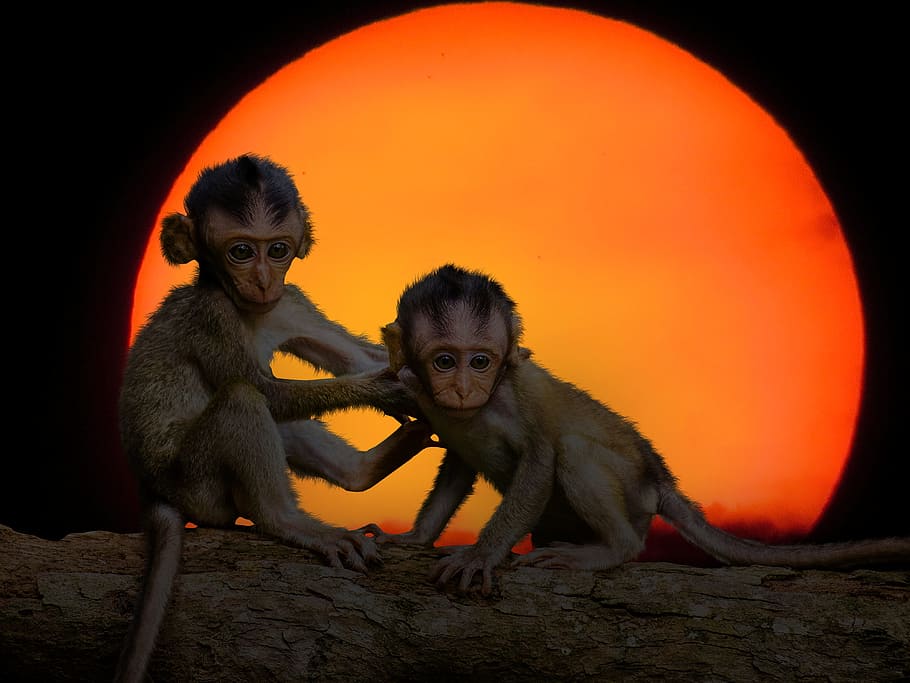 two, monkey, tree trunk, nature, animals, ape, sunset, fear, risk, animal children