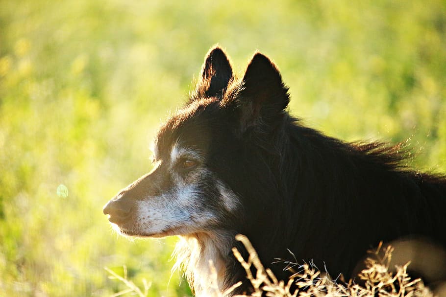 perro, frontera, luz de la mañana, border collie, collie, perro pastor británico, perro de raza pura, perro de pastoreo, campo, flores