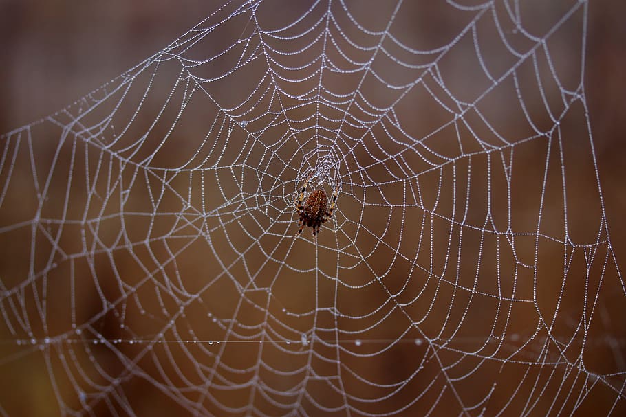 spider, spider web, wet, hooked, place, dew, drops, nature, arachnid, animal themes