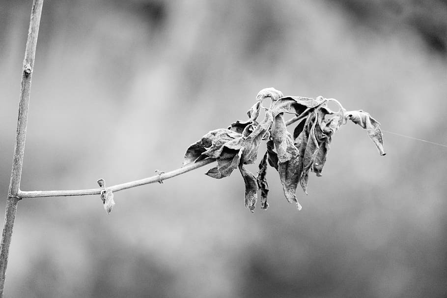 gray scale, dry, leaf, symbol, nature, arid, dried, outdoor, boring, focus on foreground