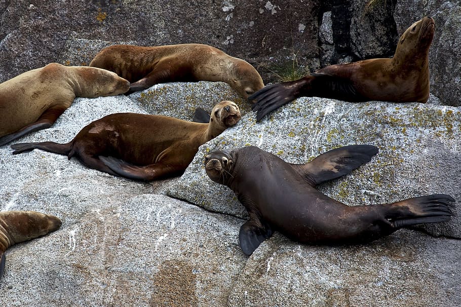 Estelar, leones marinos, rocas, leones marinos estelares, durmiendo, mirando, costa, alaska, parque nacional de los fiordos de kenai, estados unidos