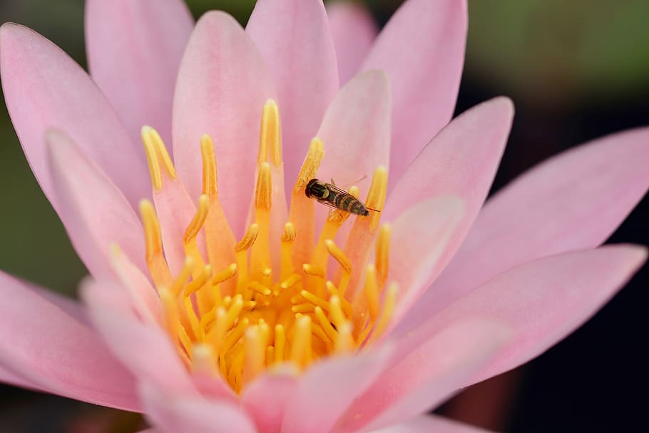 water lily, seerosenblüte, blossom, bloom, hoverfly, insect, stamens, petals, aquatic plant, pond plant
