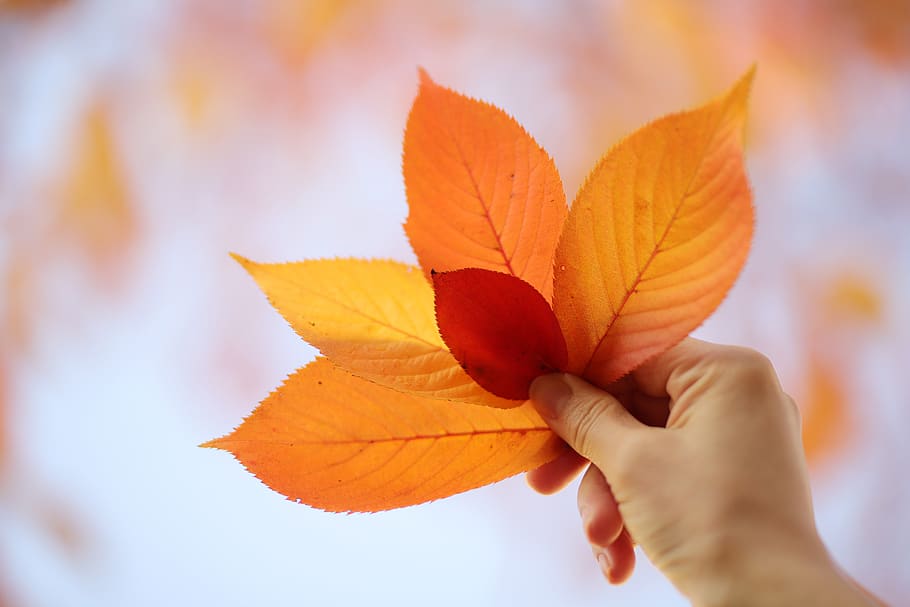 秋の紅葉, 葉, 秋, 落葉性, 自然, 季節, 風景, 韓国, 庭, 雰囲気