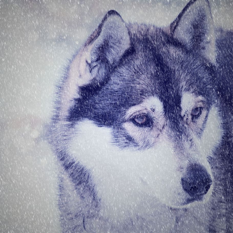 negro, blanco, siberiano, husky, captura de pantalla, perro, cara, vista, nieve, trineo Perro