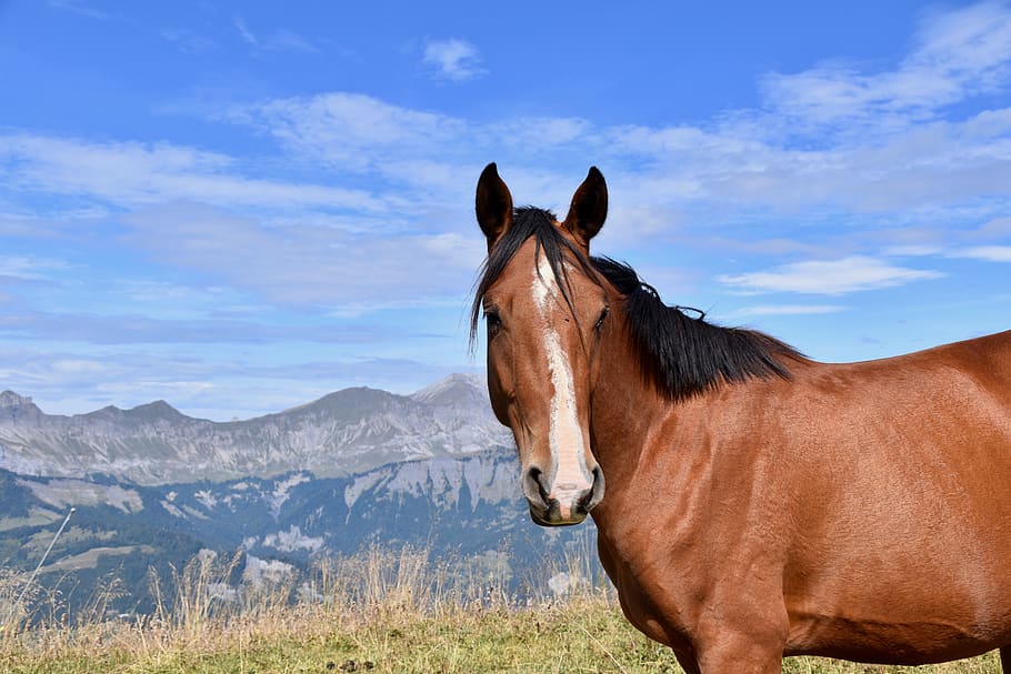horse, horse bai, equine, nature, prairie, ruminant, animal, horseback riding, mane black, brown