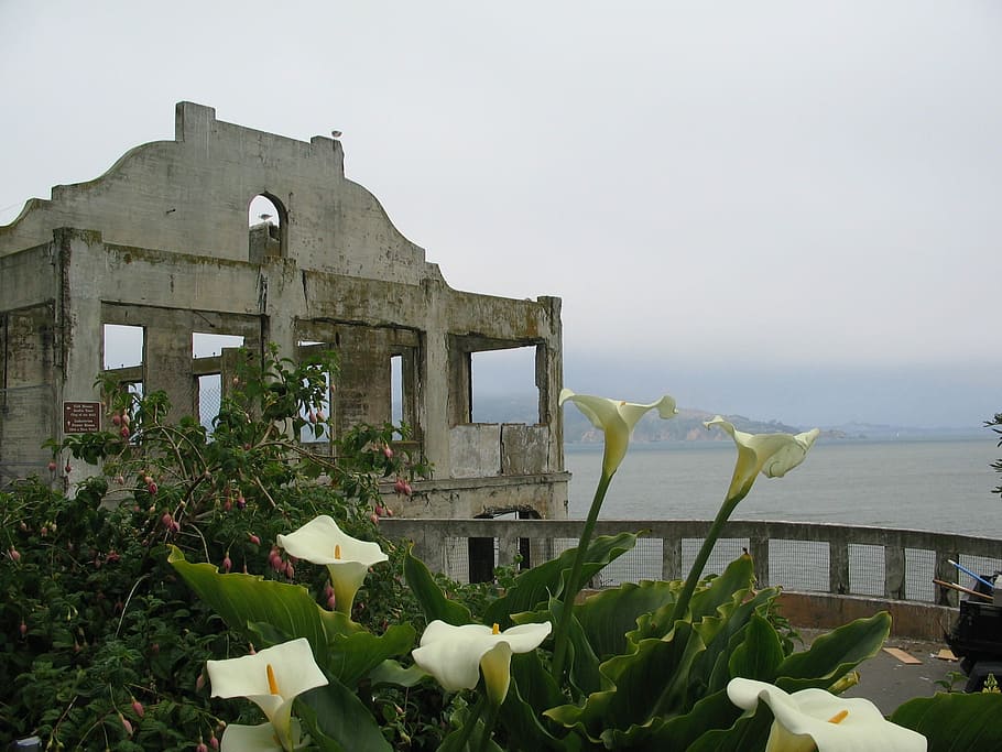 Alcatraz, ilha, prisão, histórico, ponto de referência, flores, ruínas, mar, são francisco, califórnia