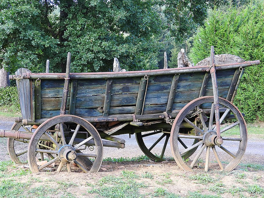 horse drawn carriage, old, coach, wagon, plant, transportation, wheel, tree, land, field
