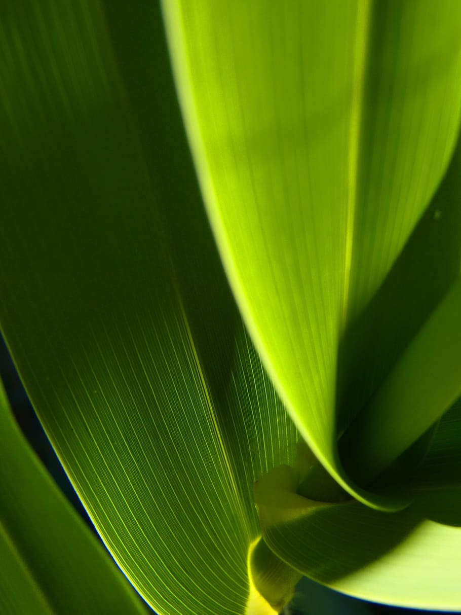 зеленолистное растение, лист, аннотация, зеленый, текстура, контраст,  светлый, зеленый фон, abstract background, часть растения | Pxfuel