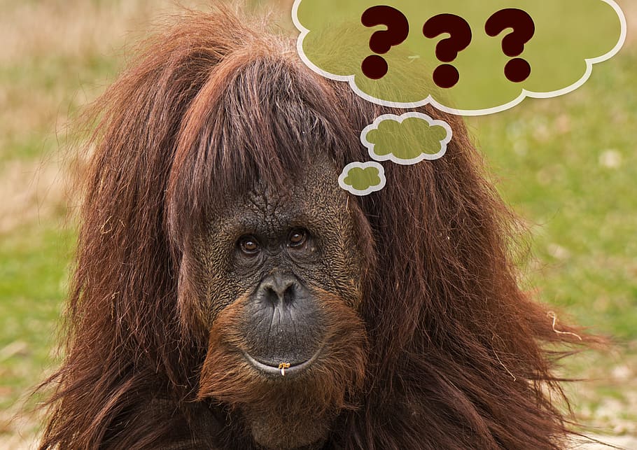 monkey, ??? text overlay, Brown, Orangutan, grass, primate, orang utan, expression, question mark, thought bubble