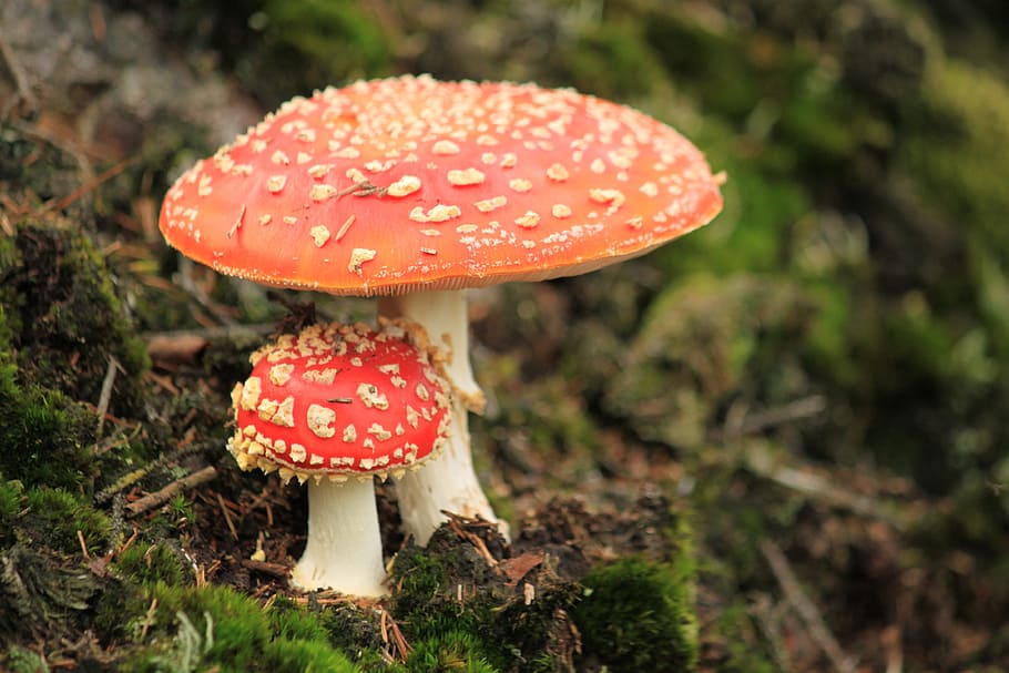 photography, red, beige, mushroom, fly agaric, autumn, forest, toxic, spotted, nature