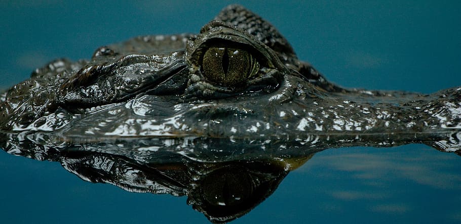 green, alligator eyes, body, water, crocodile, dangerous, lizard, surfacing crocodile, reptile, animal